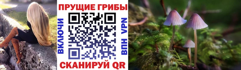 цена   Шенкурск  Псилоцибиновые грибы Psilocybe 